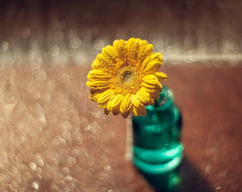 Yellow Flower in Vase — Serene, Photograph
