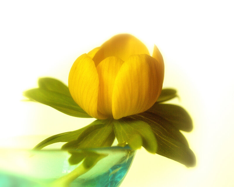 Yellow Flower in Vase — Serene