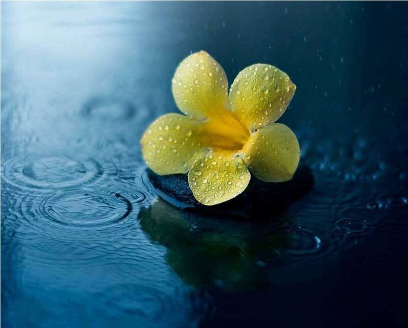 Yellow Flower in Water — Blue, Serene