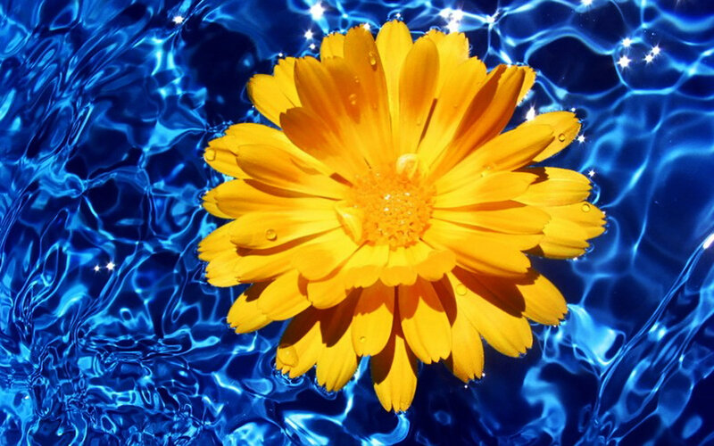 Yellow Flower in Water — Blue