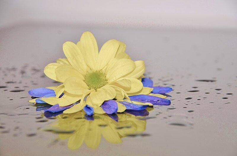 Yellow Flower in Water — Calm