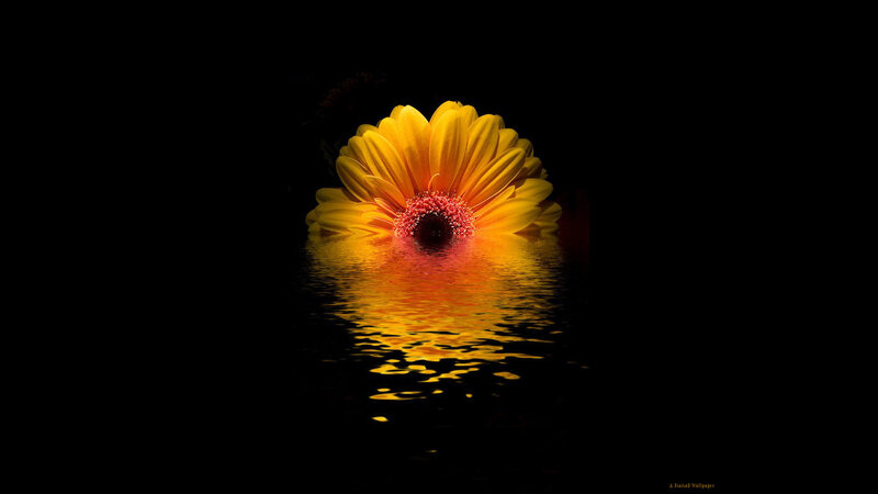 Yellow Flower in Water — Dramatic