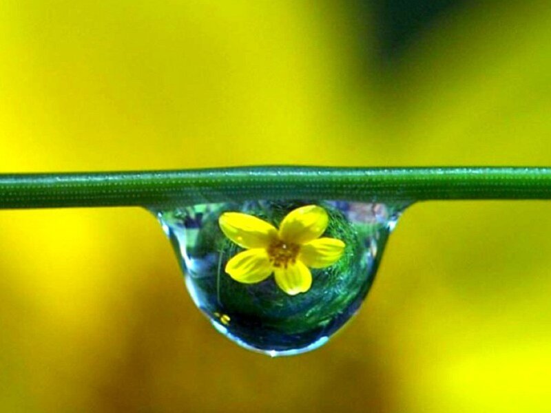 Yellow Flower in Water Drop