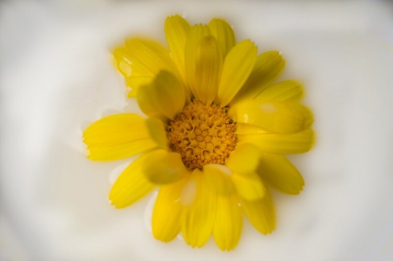 Yellow Flower in Water — Serene, Photograph