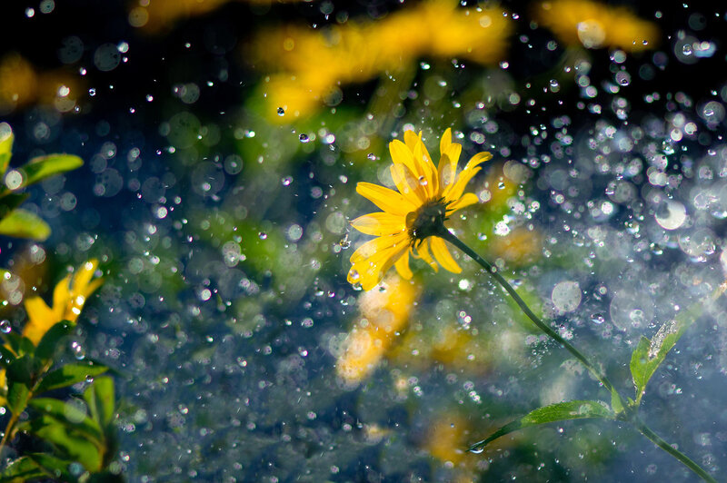 Yellow Flower in Water Spray