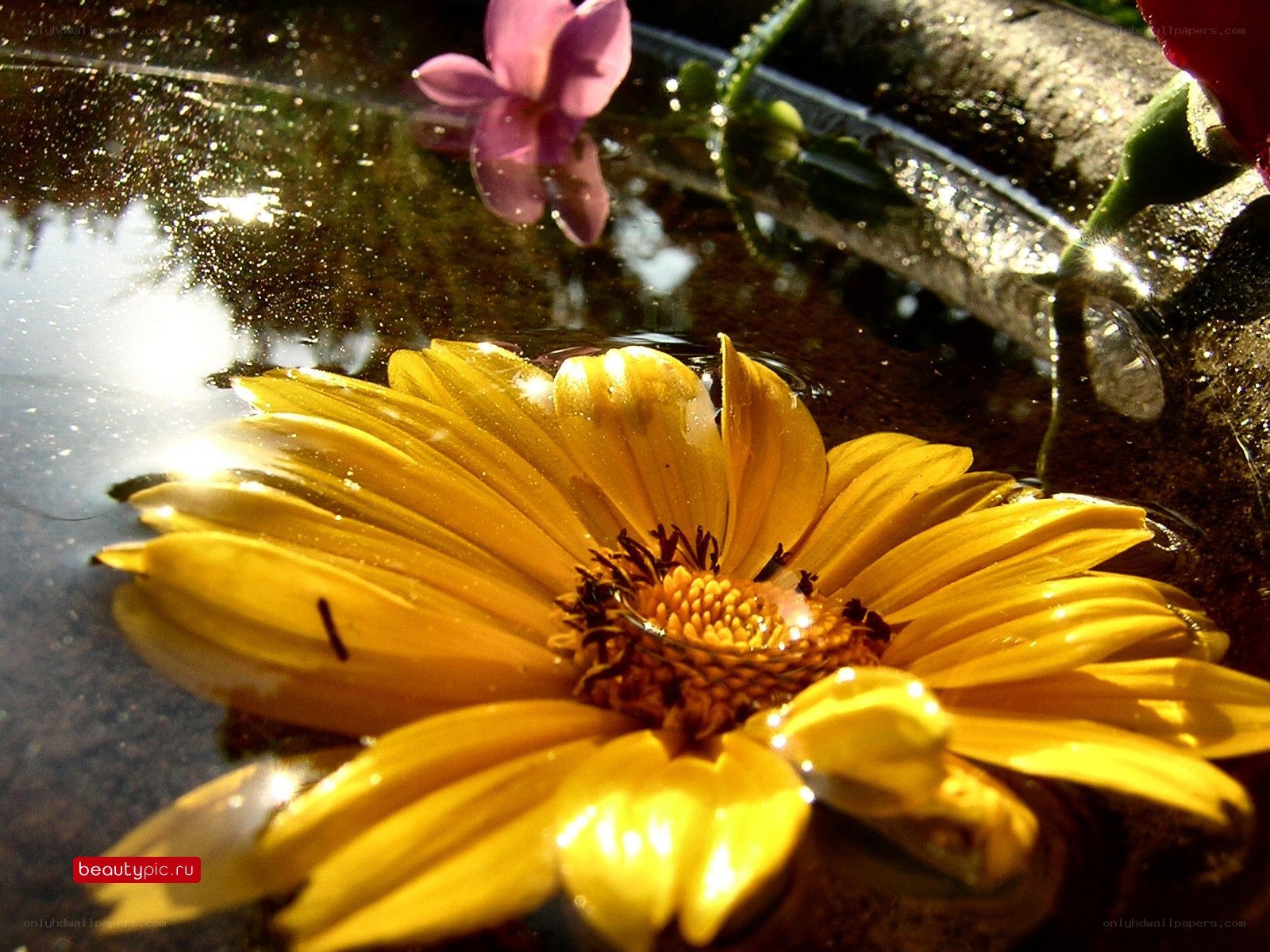 Yellow flower in water