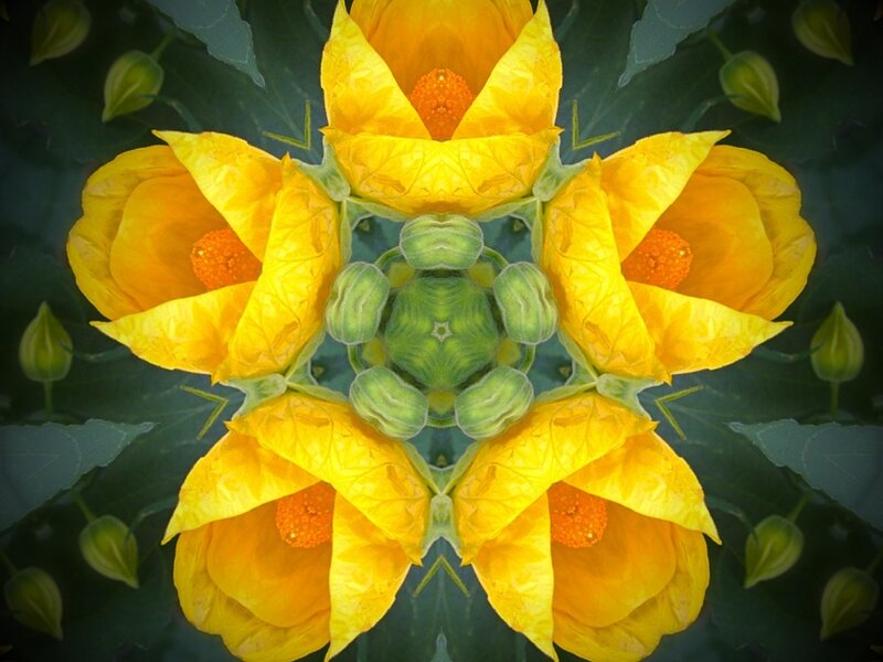 Yellow Flower Kaleidoscope — Symmetrical