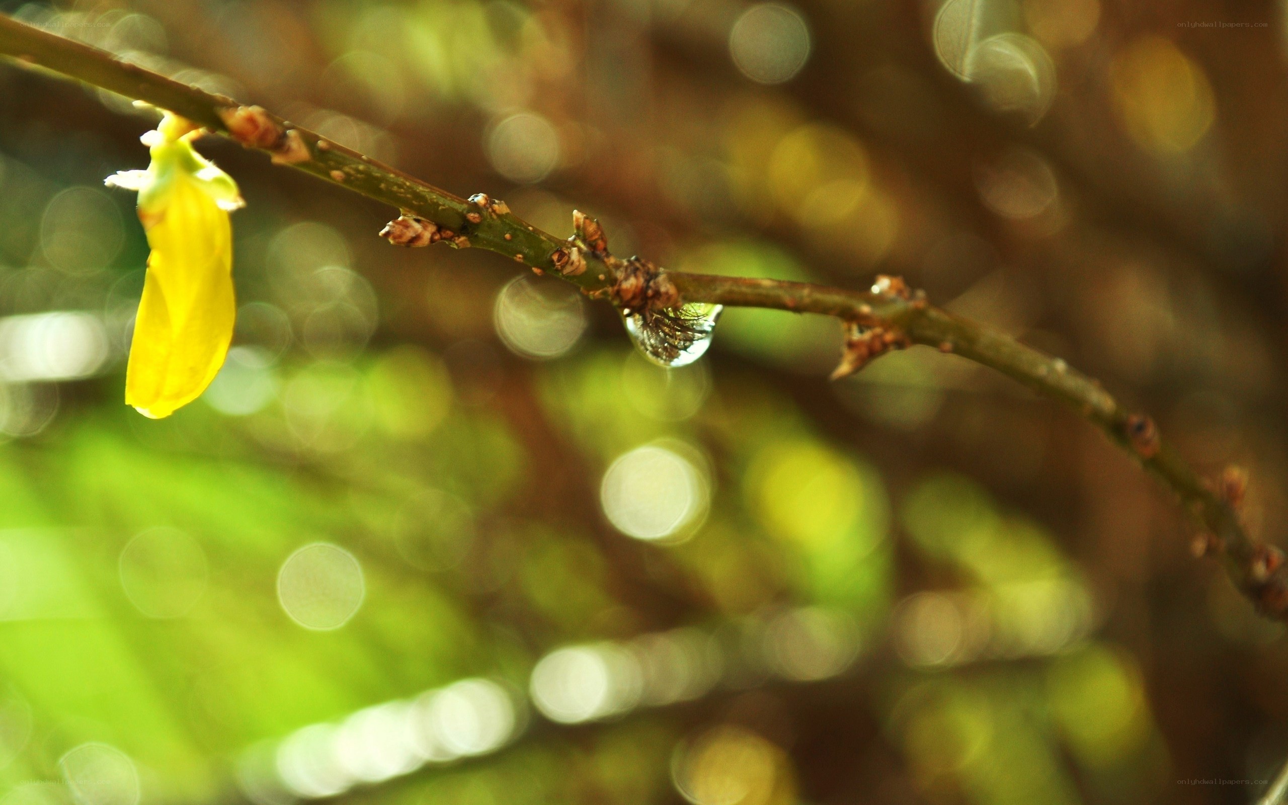 Yellow flower on a branch