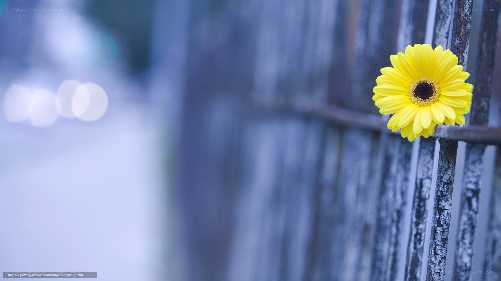Yellow flower on a fence
