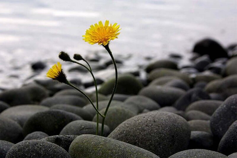 Yellow flower on a rocky shore