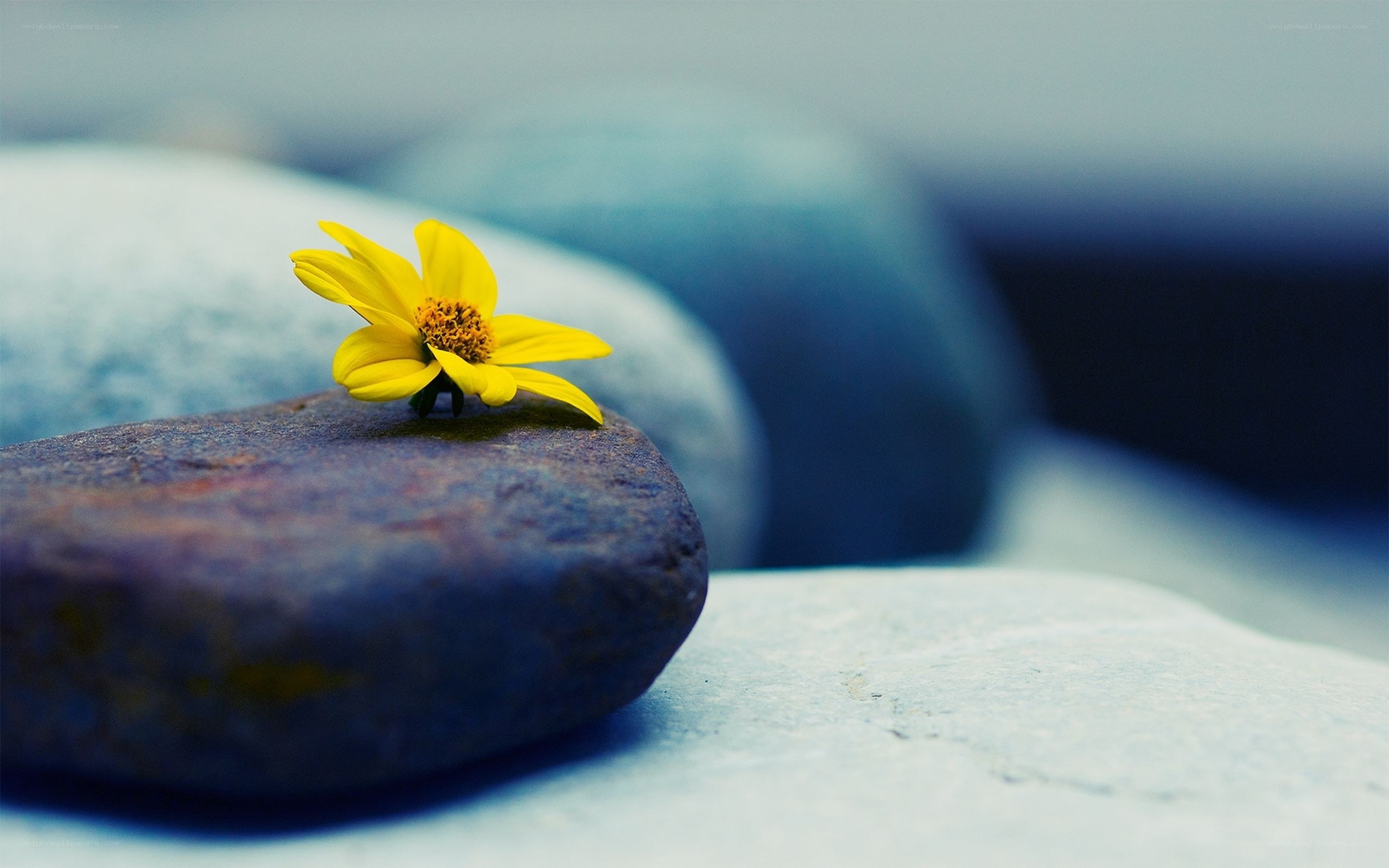 Yellow flower on a stone