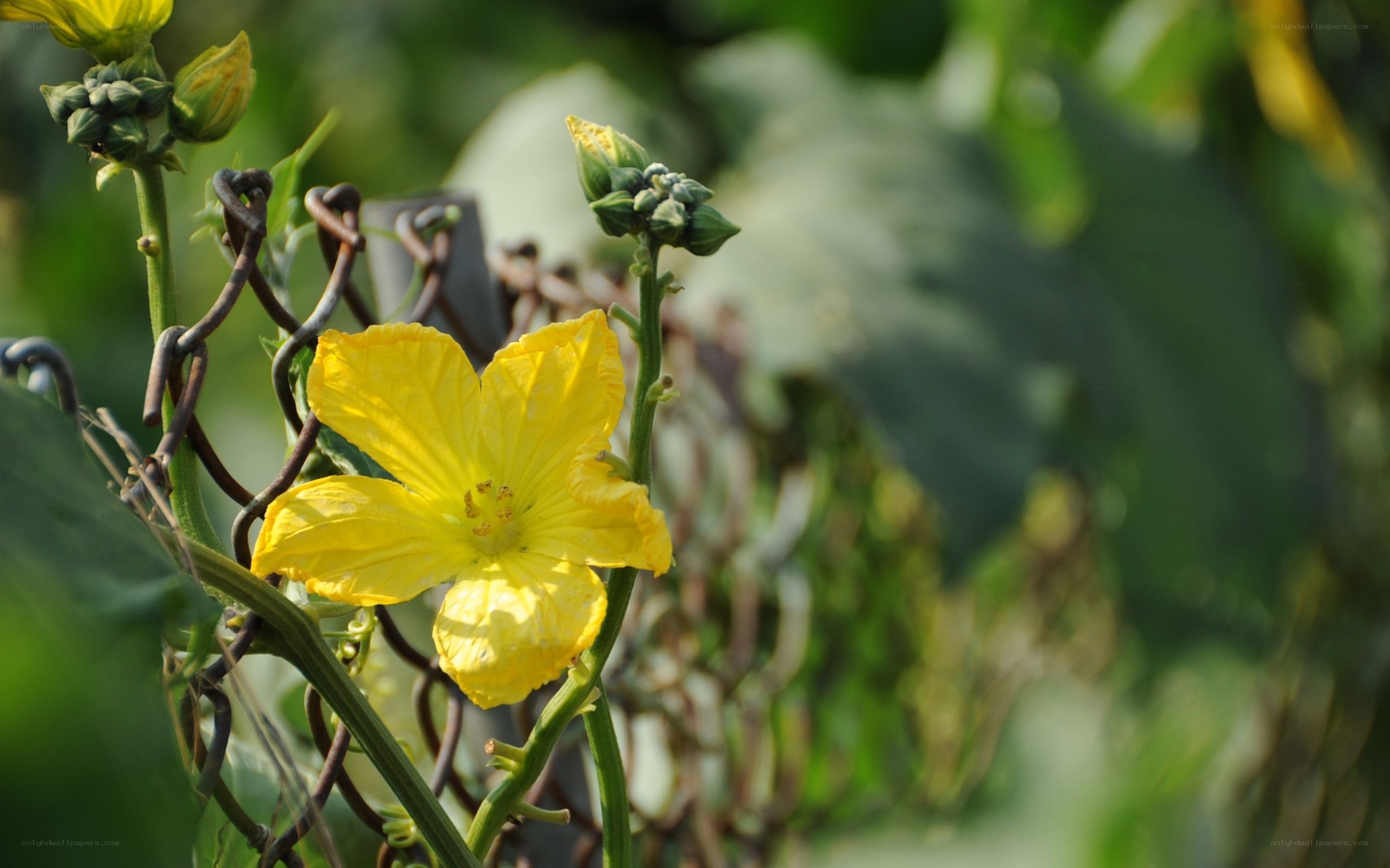 Yellow flower on a vine