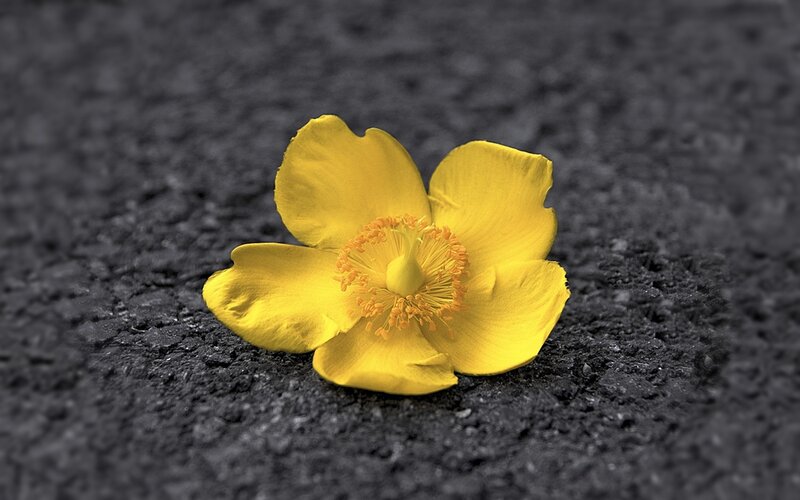 Yellow Flower on Asphalt