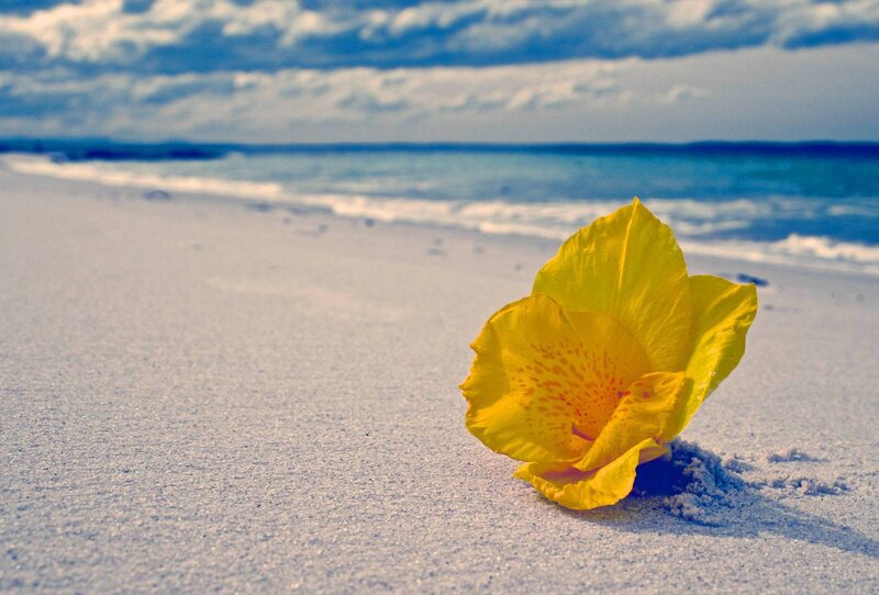 Yellow Flower on Beach — Serene