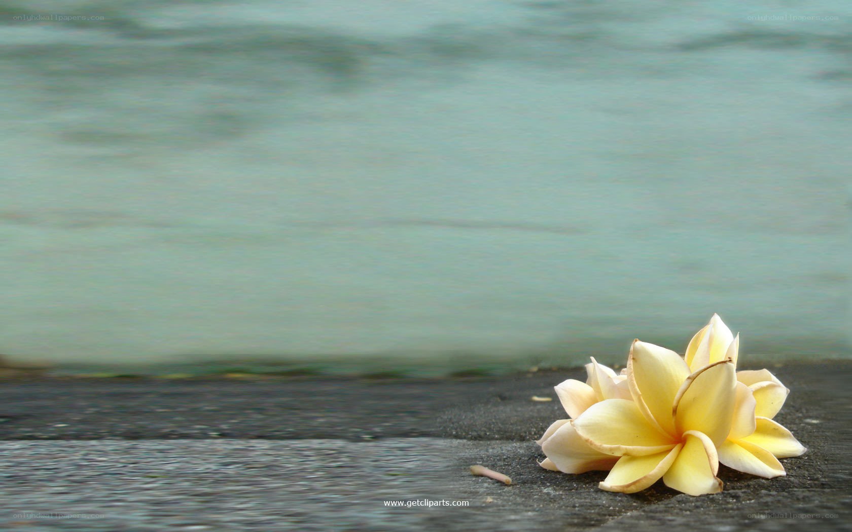 yellow flower on beach
