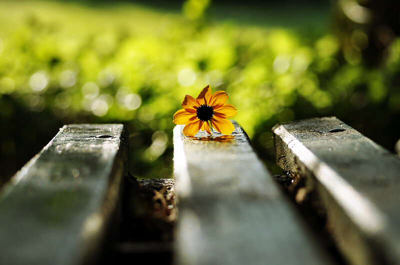 Yellow Flower on Bench — Serene, Afternoon