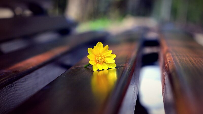 Yellow Flower on Bench — Serene