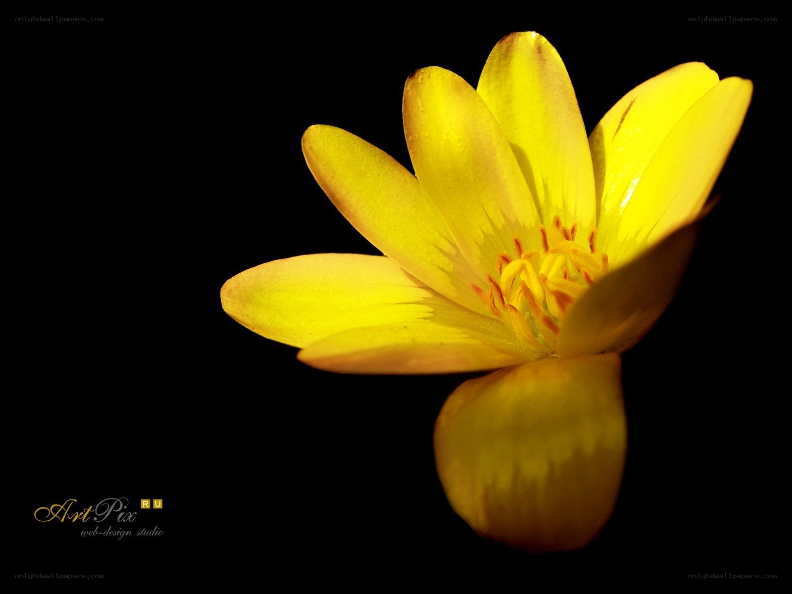 yellow flower on black background