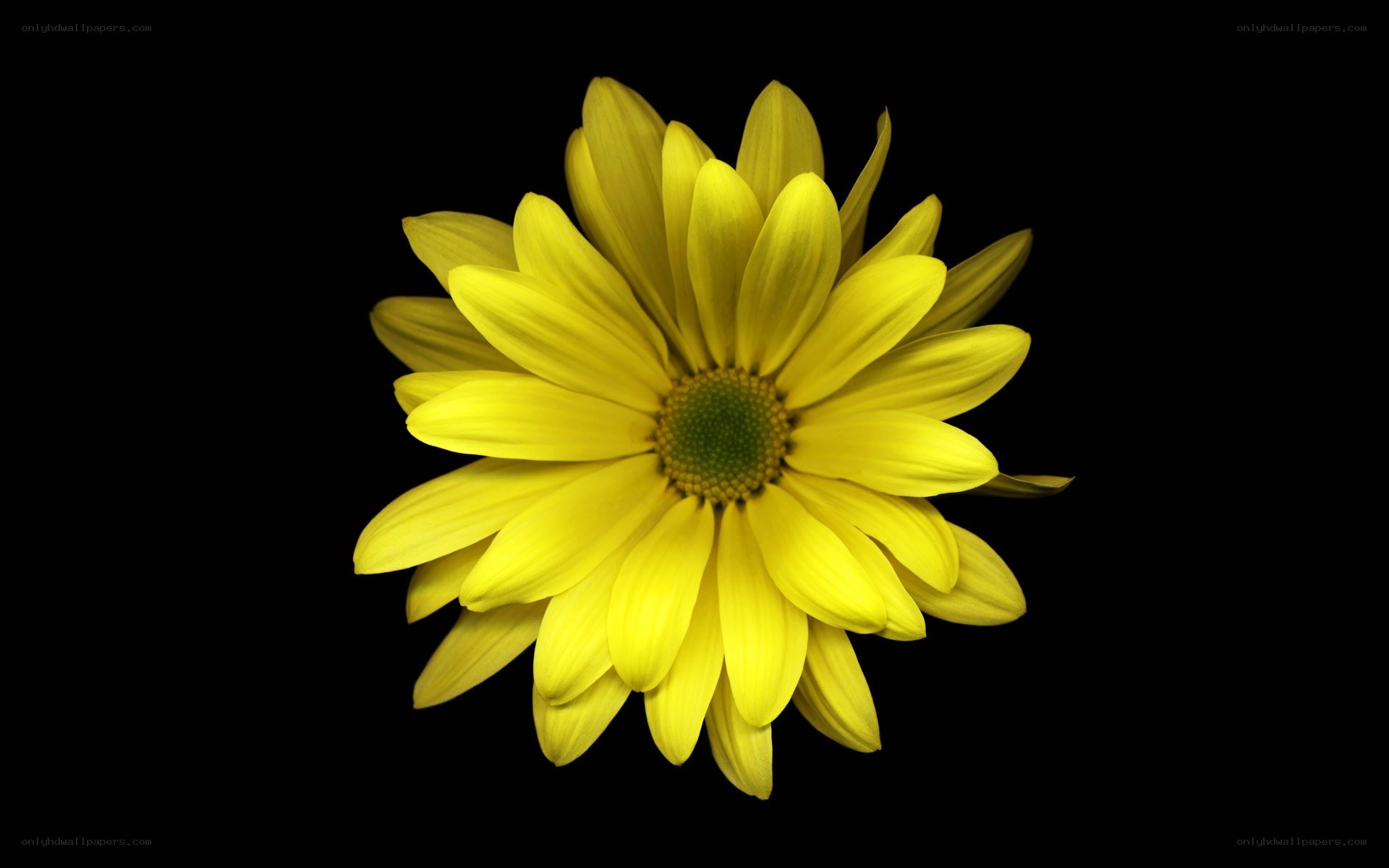 yellow flower on black background