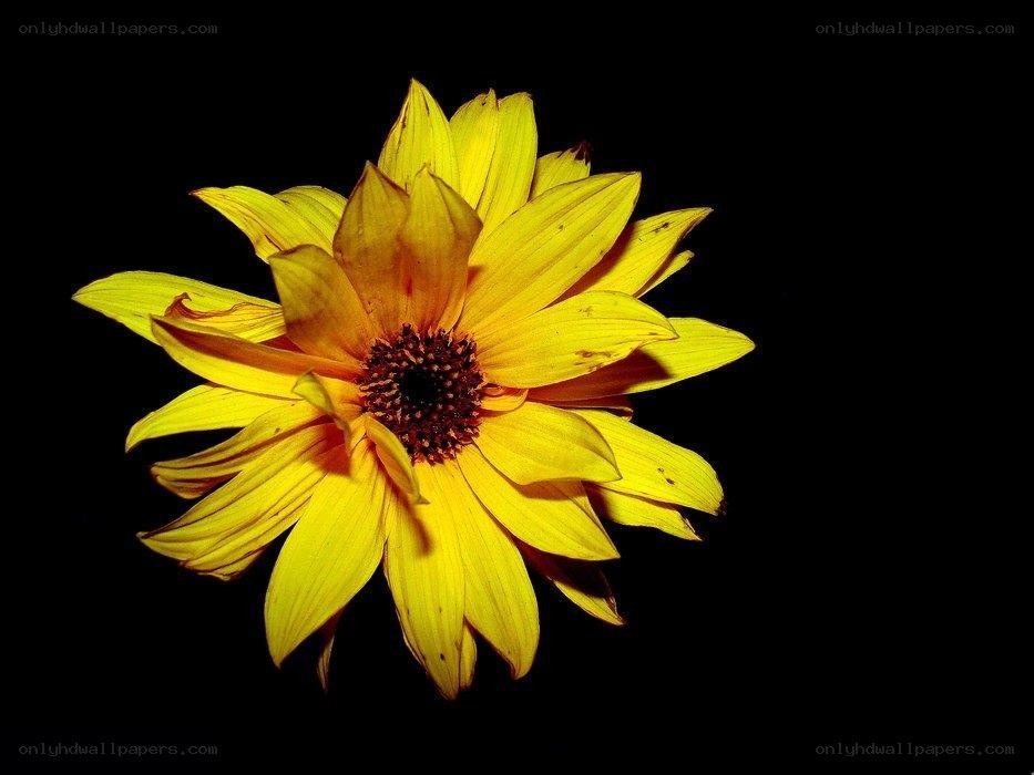 yellow flower on black background