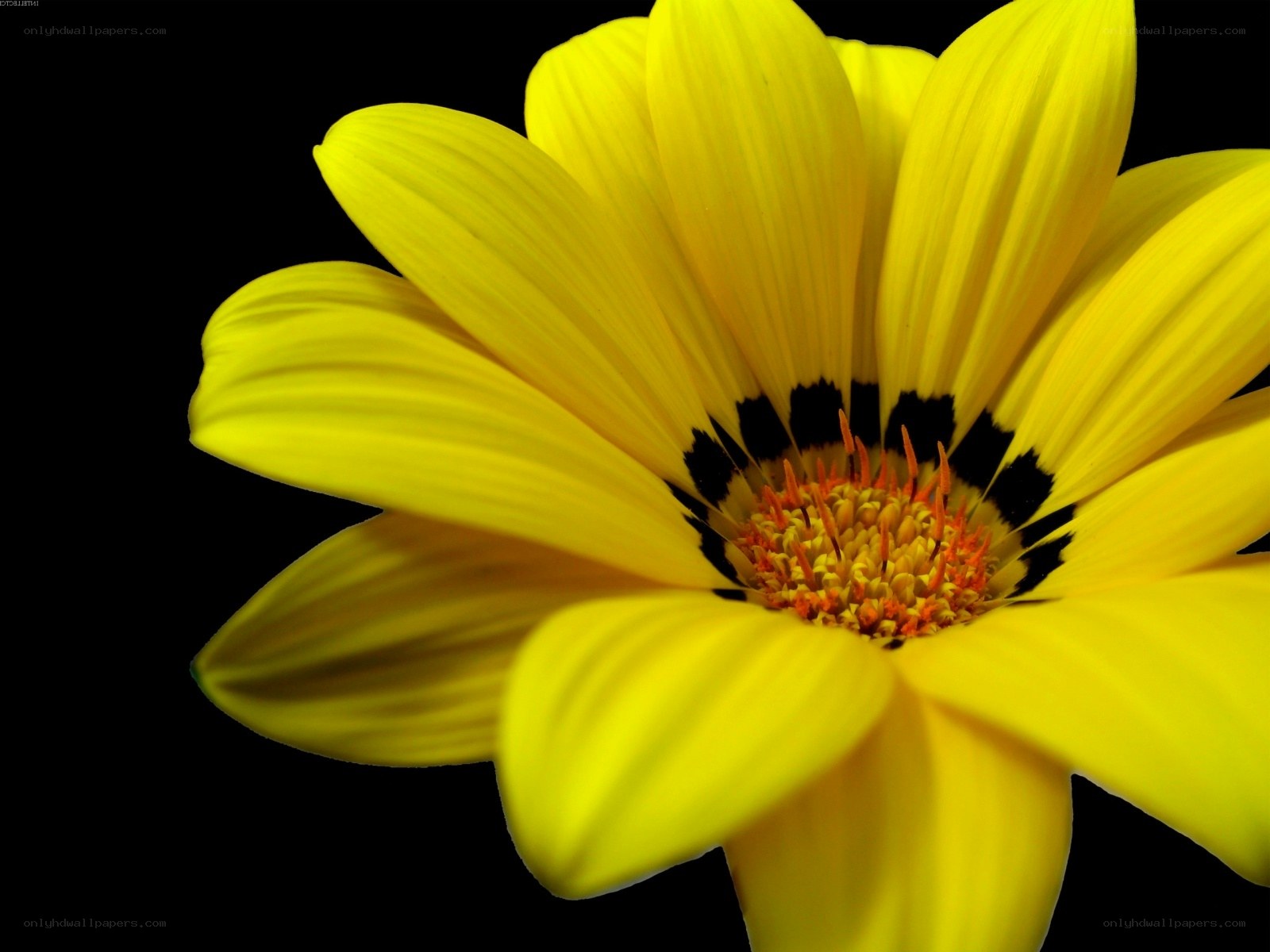 yellow flower on black background