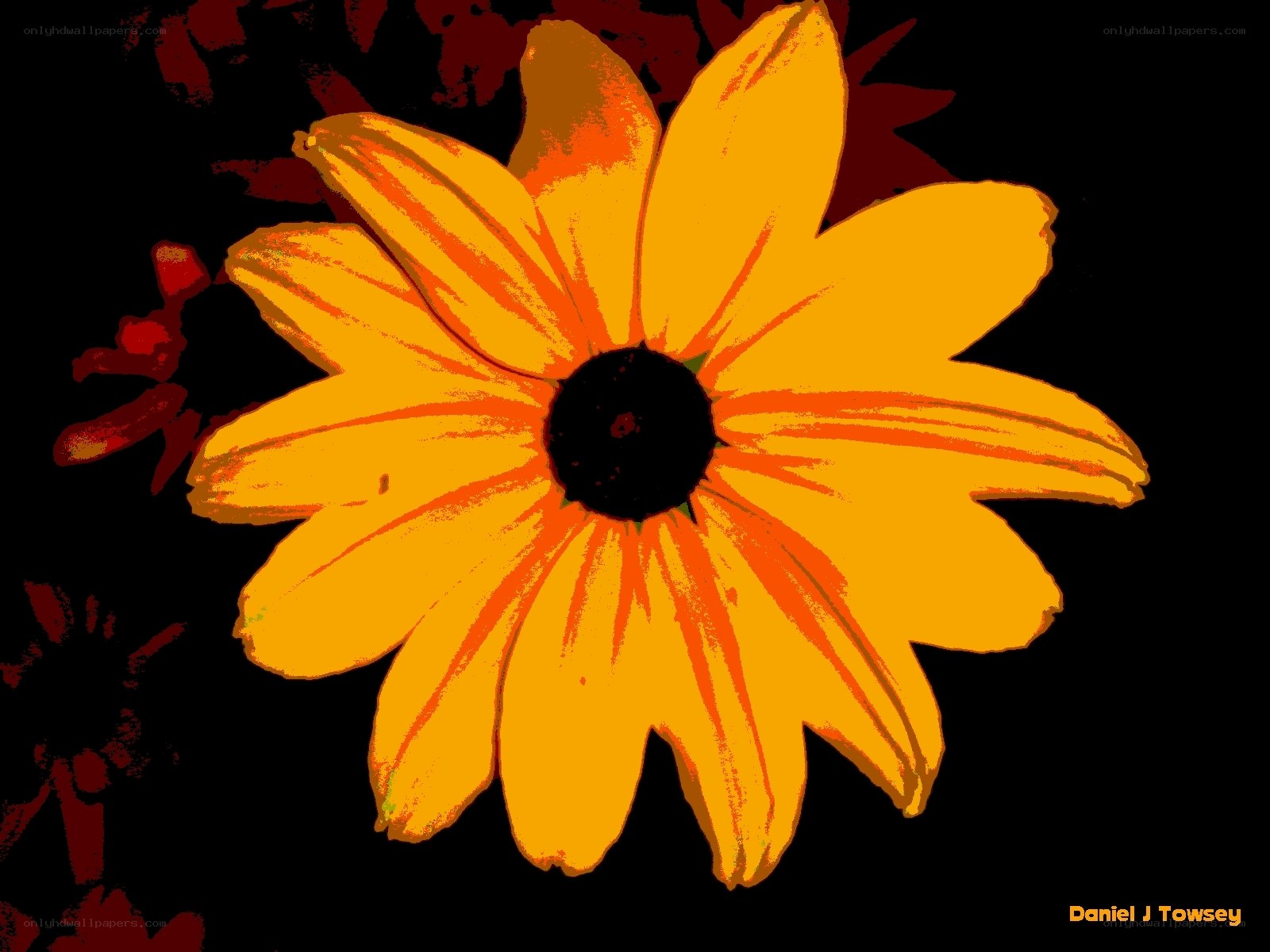 Yellow flower on black background