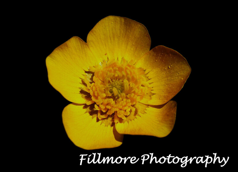 Yellow flower on black background