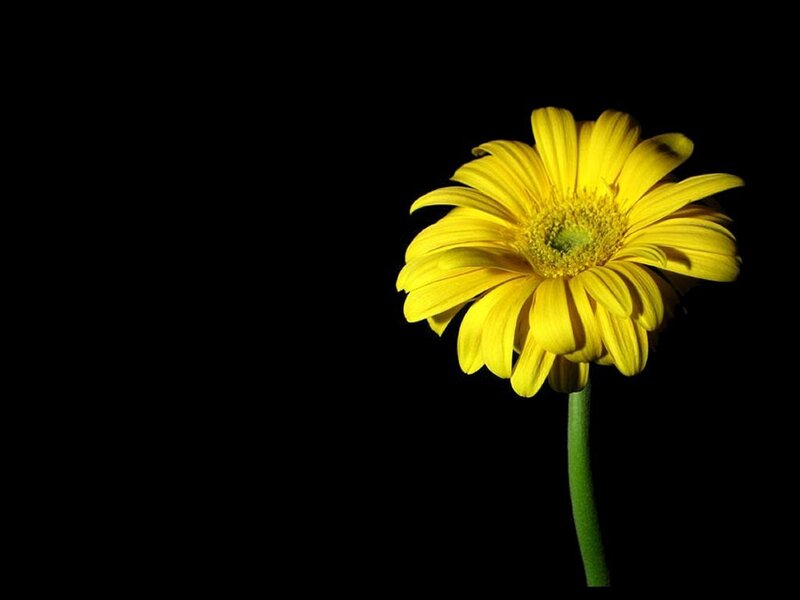 yellow flower on black background