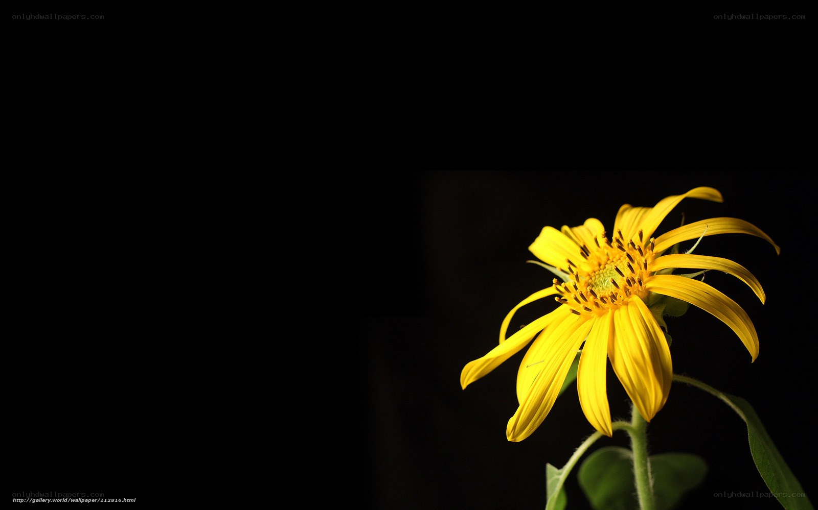yellow flower on black background