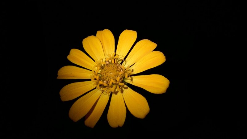 Yellow Flower on Black — Dramatic