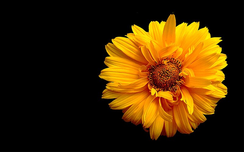 Yellow Flower on Black