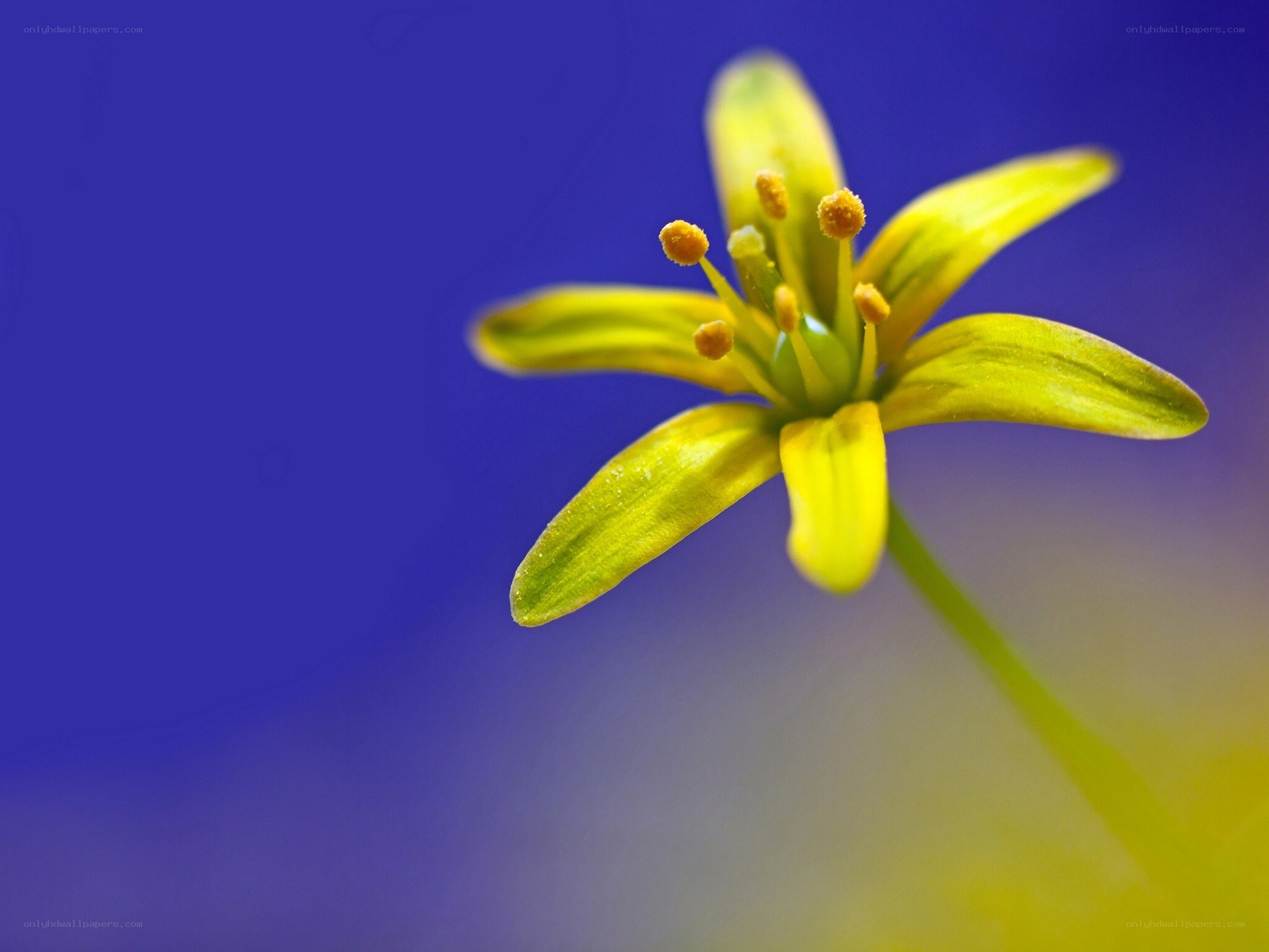 yellow flower on blue background