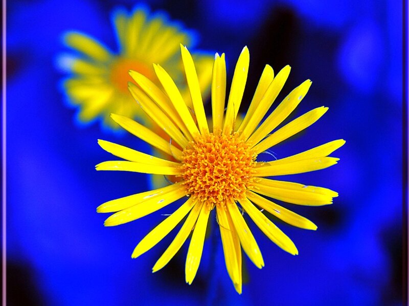 Yellow flower on blue background