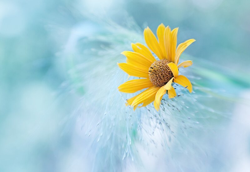 Yellow Flower on Blue Background — Serene