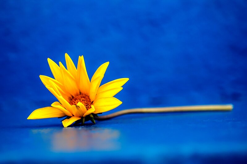 Yellow Flower on Blue — Calm
