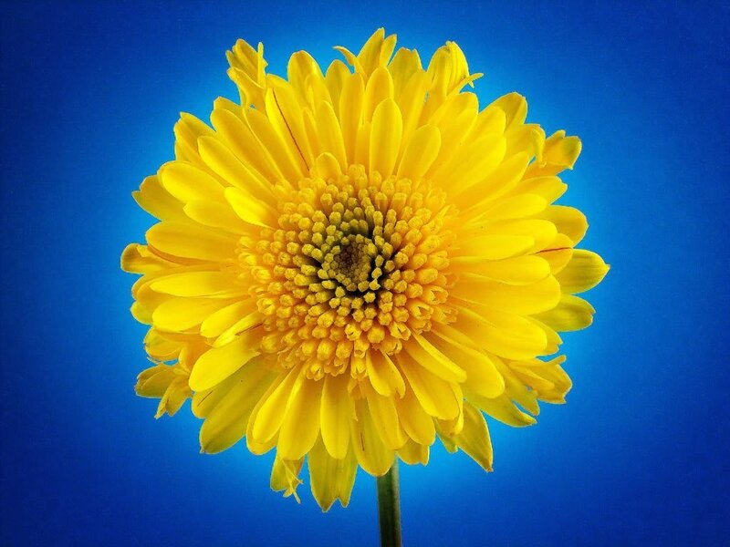 Yellow Flower on Blue