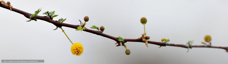 Yellow Flower on Branch — Brown