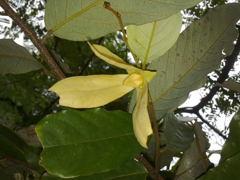 Yellow Flower on Branch — Green