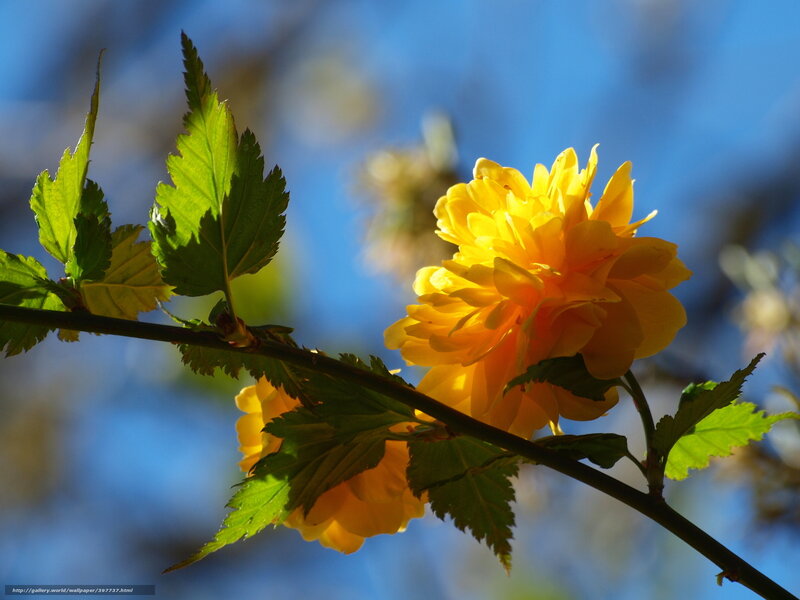 Yellow Flower on Branch — Serene, Spring, Photograph, Leaf