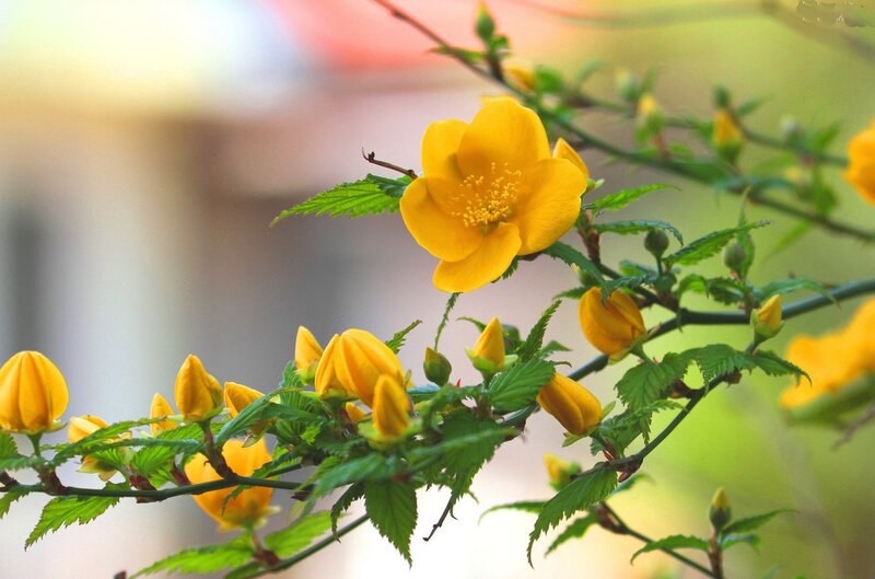 Yellow Flower on Branch — Serene, Spring, Photograph