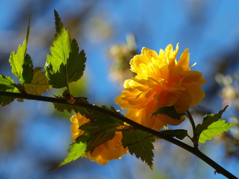 Yellow Flower on Branch — Serene, Spring