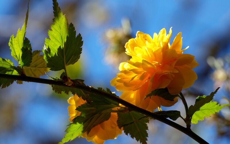 Yellow Flower on Branch — Serene