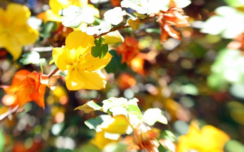 Yellow Flower on Branch