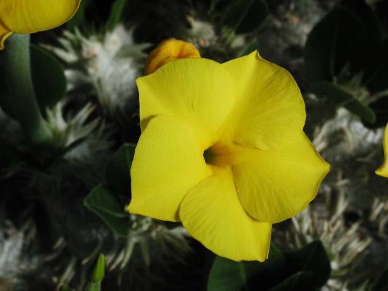 Yellow Flower on Cactus
