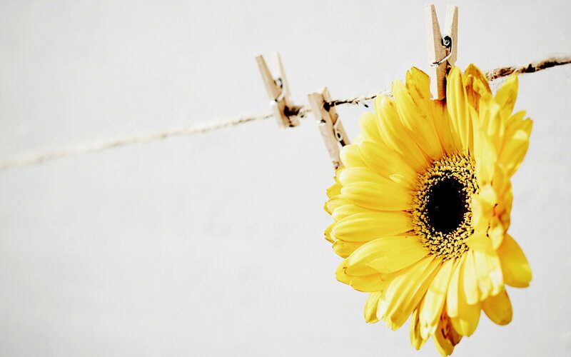 Yellow Flower on Clothesline