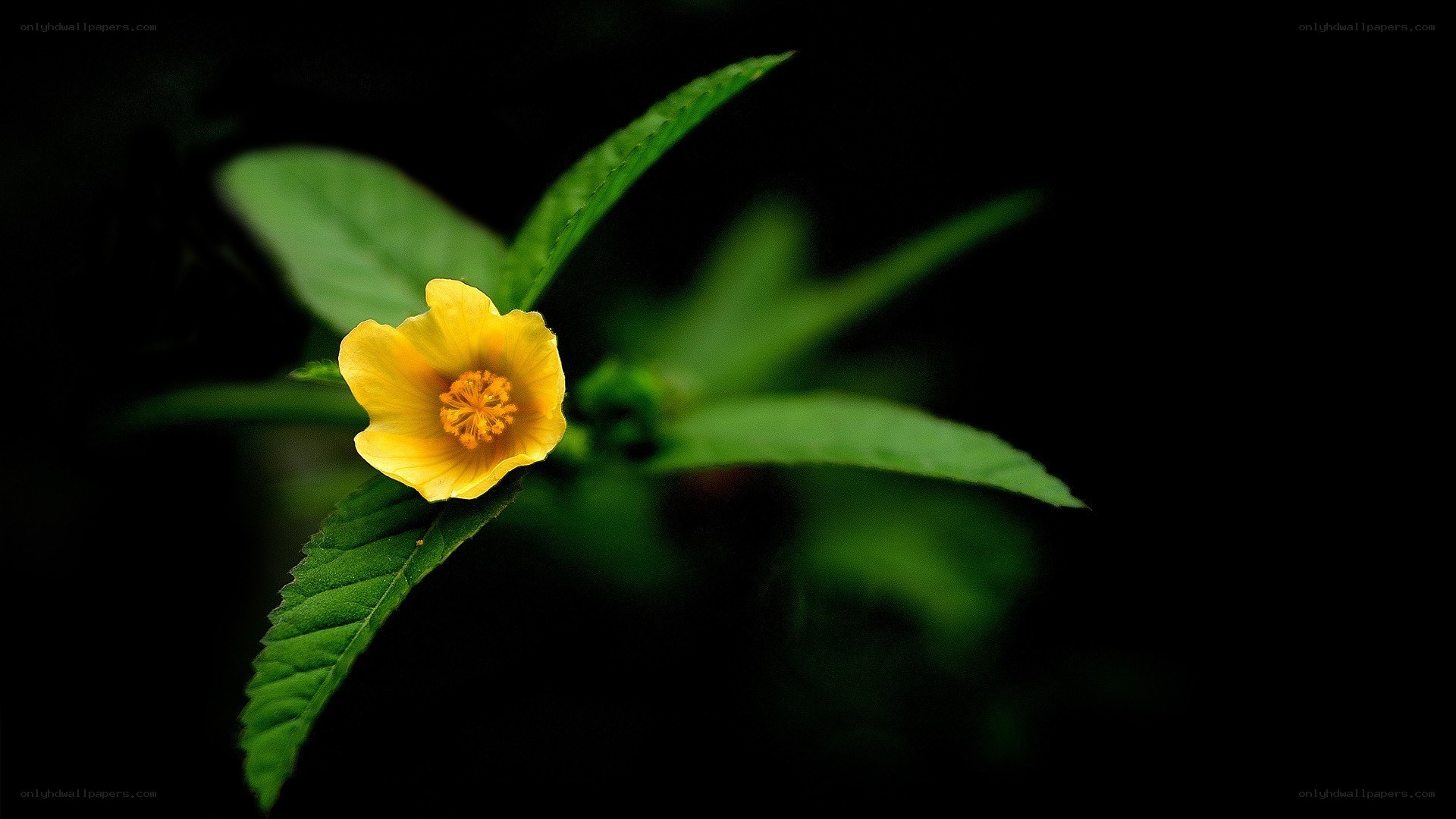 yellow flower on dark background