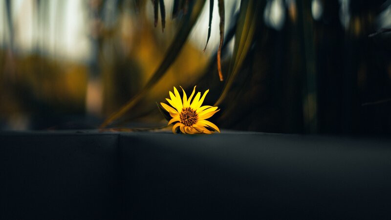 Yellow Flower on Dark Surface — Dramatic