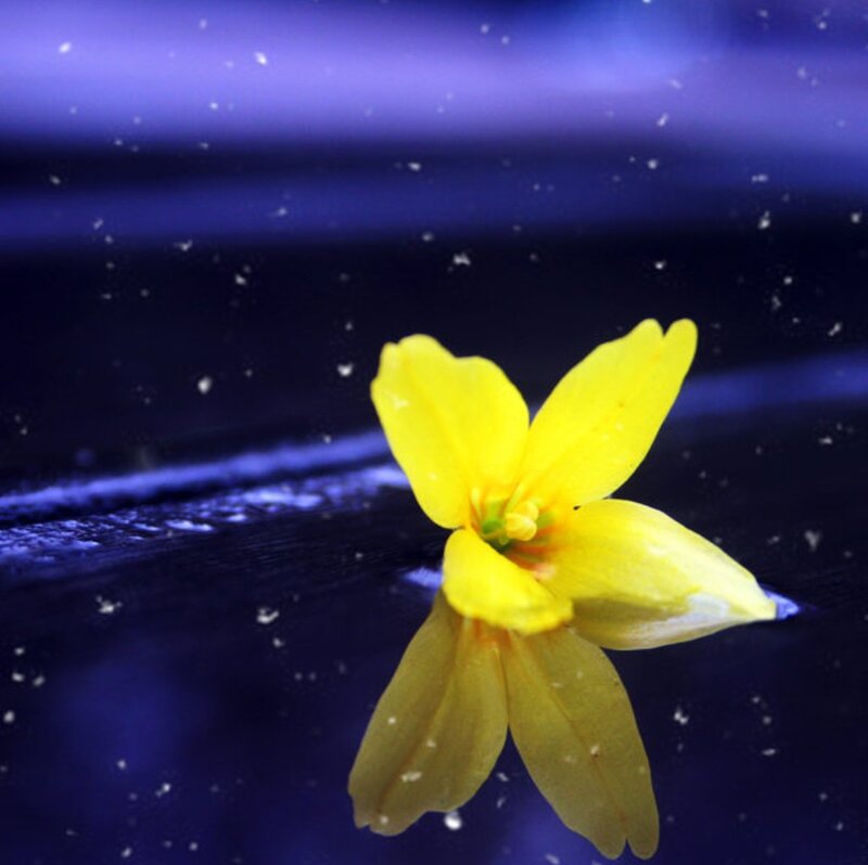 Yellow Flower on Dark Surface