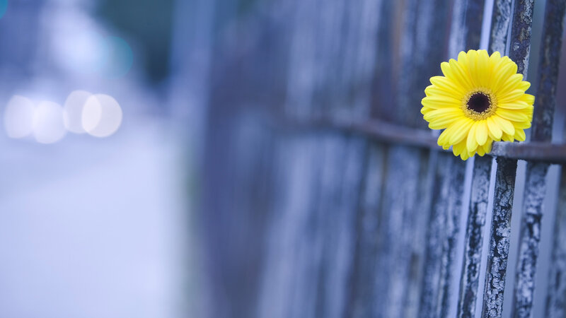 Yellow Flower on Fence — Calm