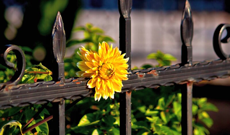 Yellow Flower on Fence — Serene, Afternoon, Photograph